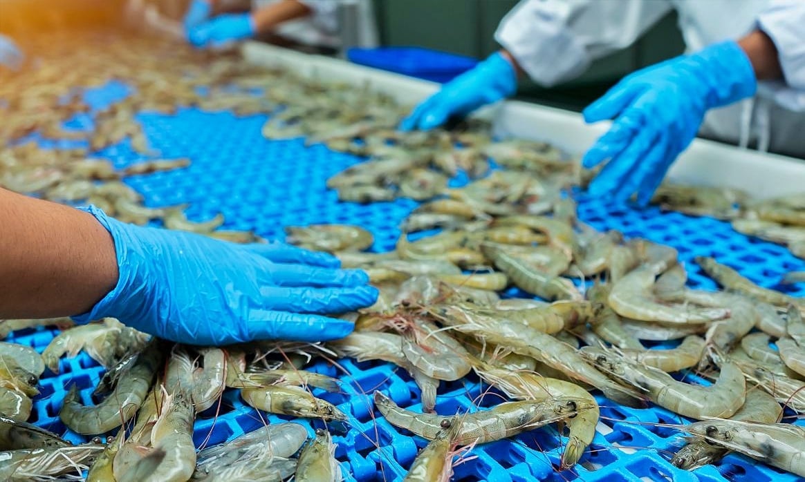 Tôm là mặt hàng xuất khẩu chủ lực của Việt Nam sang EU. Ảnh: VASEP.