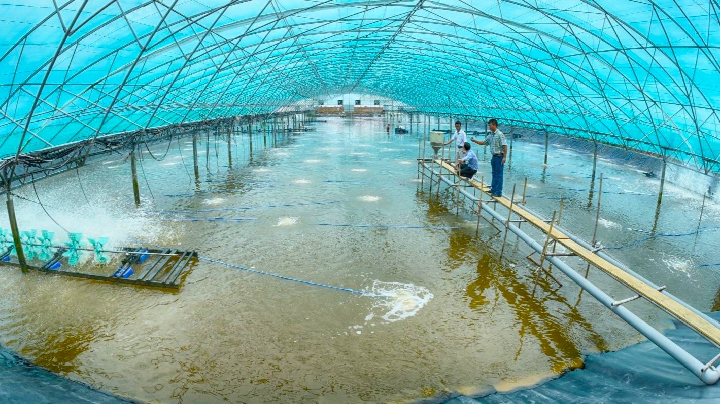 Một trại nuôi tôm theo hướng thâm canh, công nghệ cao. Ảnh: Kim Anh.