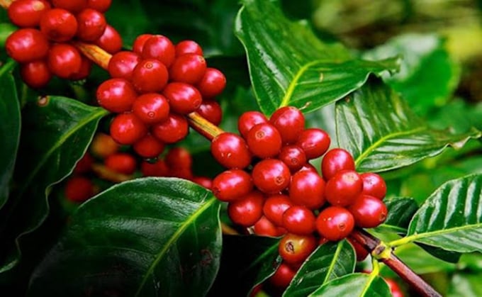 Giá cà phê trong nước và thế giới ngày 21/4/2025 mới nhất Giá cà phê trong nước và thế giới ngày 21/4/2025 mới nhất