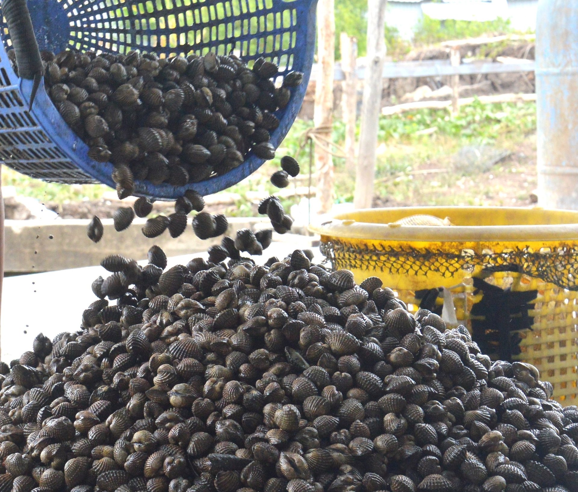 Sò huyết có thời gian nuôi từ 10-12 tháng mới cho thu hoạch, năm nay thời tiết không thuận lợi nên năng suất giảm. Ảnh: Trung Chánh.