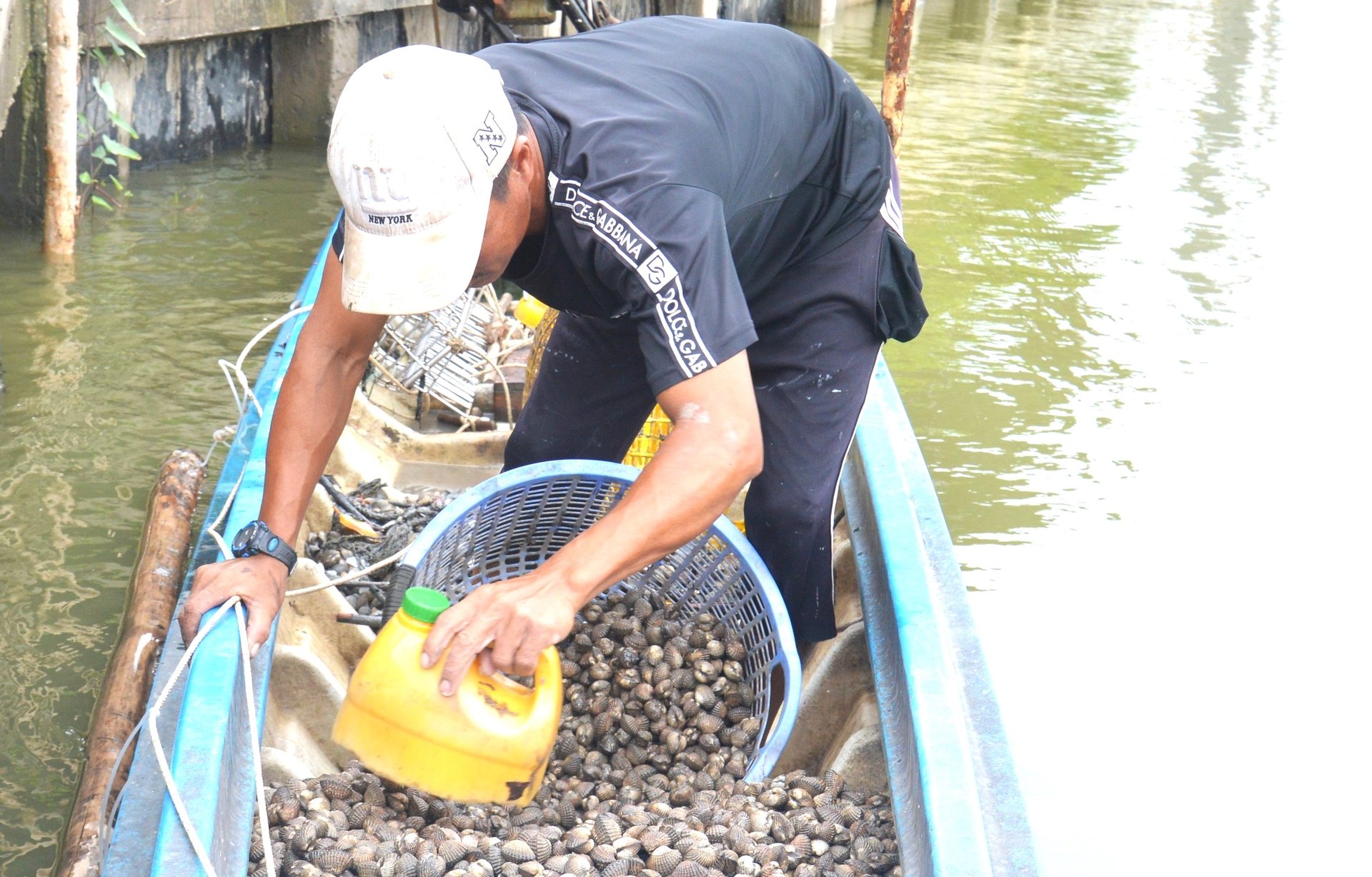 Người dân huyện An Minh thu hoạch sò huyết nuôi dưới tán rừng phòng hộ. Ảnh: Trung Chánh.