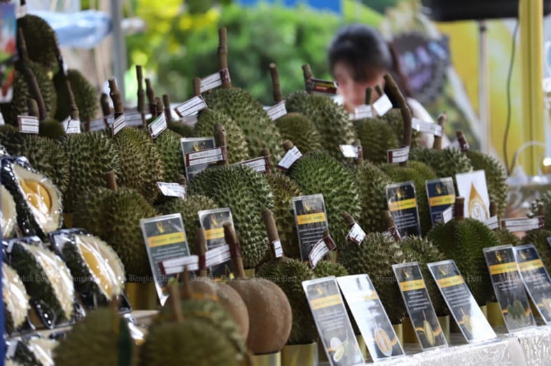 Sầu riêng Thái Lan đã đến mùa thu hoạch chính. Ảnh: Bangkok Post.