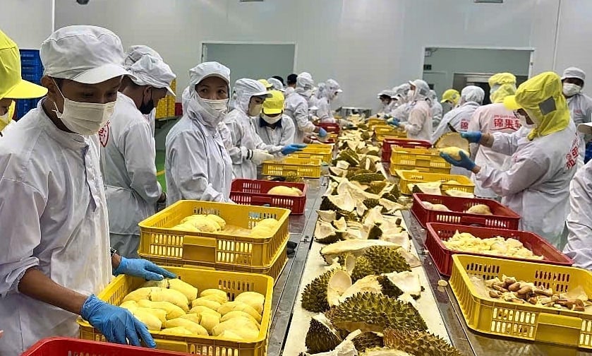 Việt Nam vừa mở cửa được sản phẩm sầu riêng đông lạnh xuất khẩu sang Trung Quốc. Ảnh: Bảo Thắng.