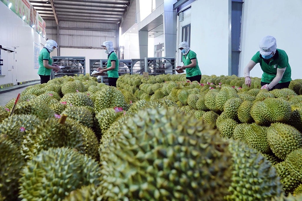 Năm 2024 ghi nhận sự tăng trưởng vượt bậc của mặt hàng trái cây xuất khẩu. Ảnh: Đào Ngọc Thạch.