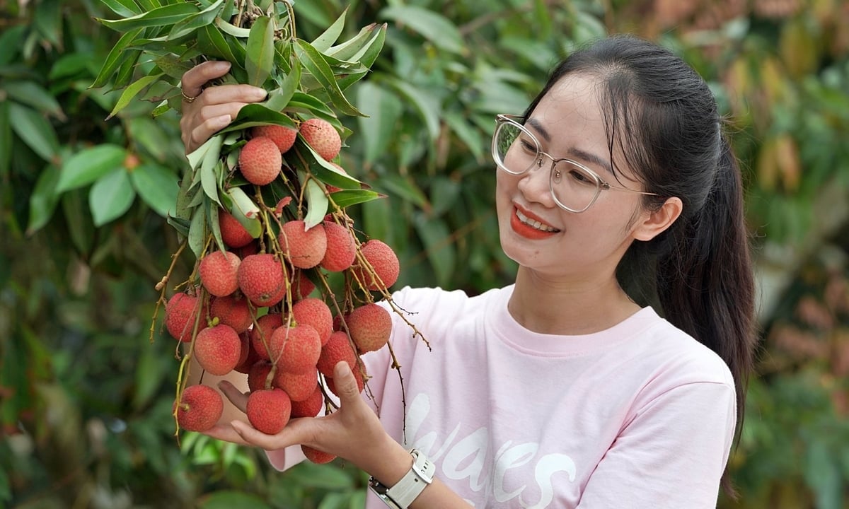 Người dân thích thú với trải nghiệm tại vườn vải thiều Thanh Hà. Ảnh: Bảo Thắng.