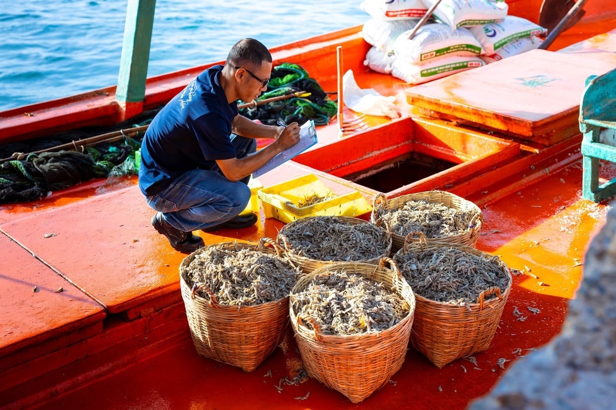 Chuyên viên Kỹ thuật của Masan PQ kiểm tra chất lượng cá trước khi chuyển về nhà ủ chượp. Ảnh: MS. Chuyên viên Kỹ thuật của Masan PQ kiểm tra chất lượng cá trước khi chuyển về nhà ủ chượp. Ảnh: MS.