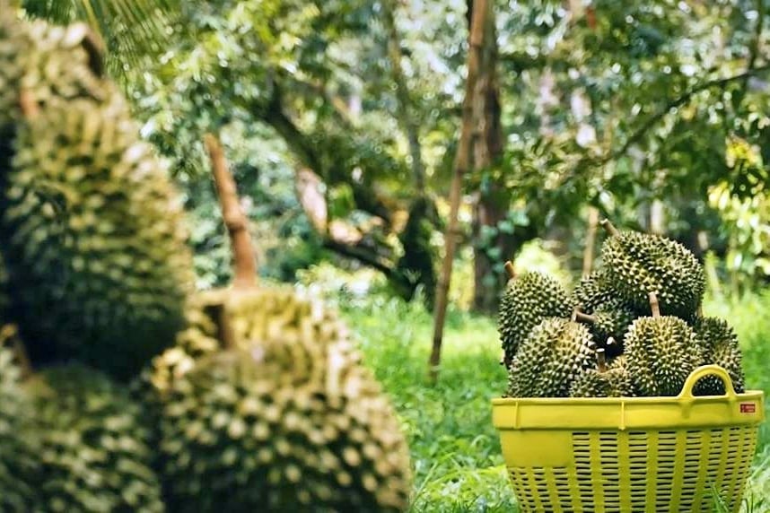 Sầu riêng Tam Á được kỳ vọng giúp người tiêu dùng Trung Quốc có thêm trải nghiệm 'chín cây' với mặt hàng giá trị cao này. Ảnh: Xinhua.