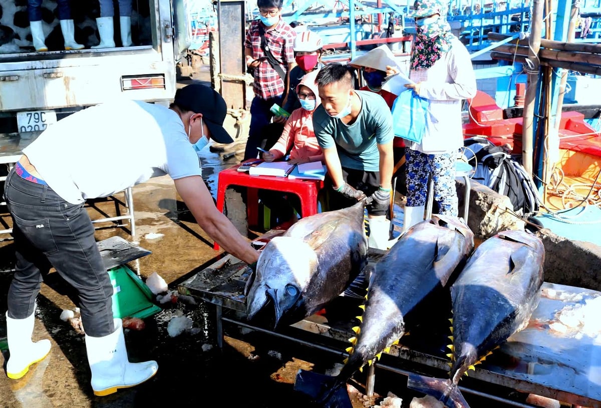 Cá ngừ đại dương được doanh nghiệp thu mua kiểm tra chất lương trước khi đưa về nhà máy chế biến. Ảnh: Kim Sơ. Cá ngừ đại dương được doanh nghiệp thu mua kiểm tra chất lương trước khi đưa về nhà máy chế biến. Ảnh: Kim Sơ.