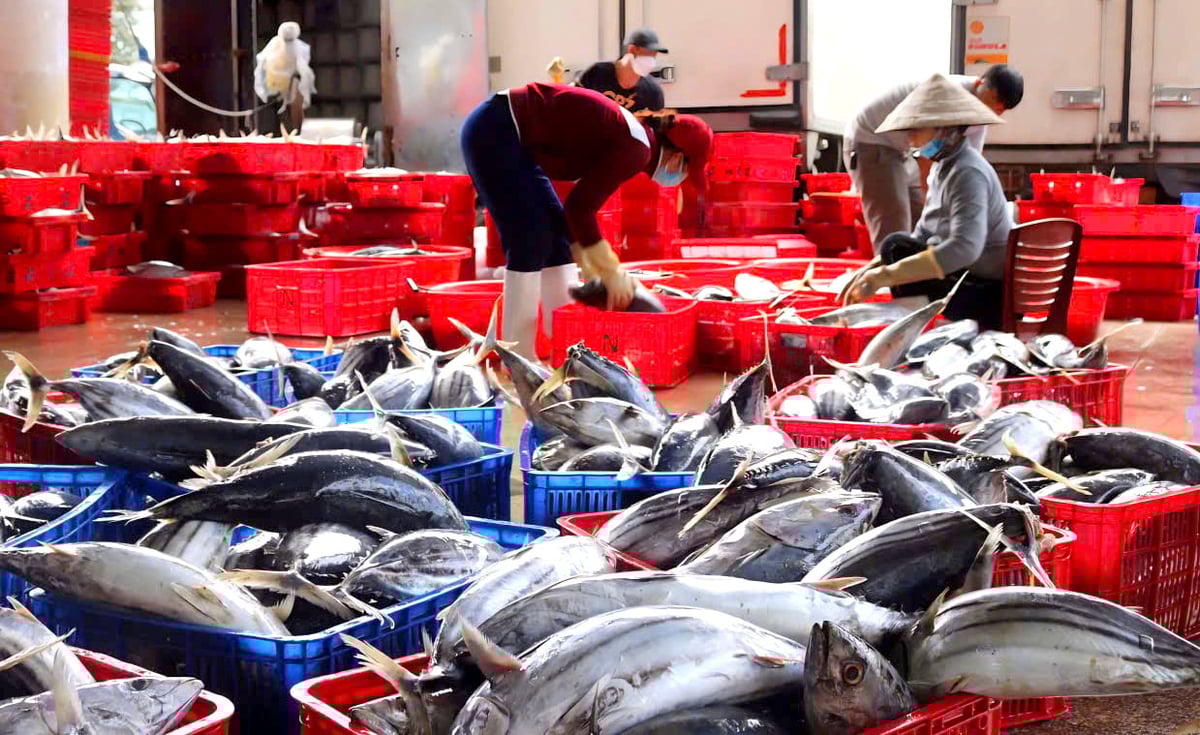 Hiệp hội Cá ngừ Việt Nam kiến nghị sửa đổi khẩn cấp Nghị định 37/2024/NĐ-CP. Ảnh: Kim Sơ. Hiệp hội Cá ngừ Việt Nam kiến nghị sửa đổi khẩn cấp Nghị định 37/2024/NĐ-CP. Ảnh: Kim Sơ.