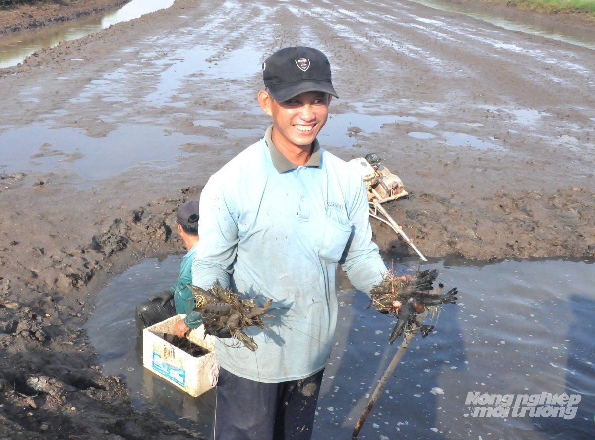 Nông dân xã An Biên thu hoạch tôm càng xanh với niềm phấn khởi khi giá tôm năm nay tăng mạnh, giúp người nuôi có thu nhập khá. Ảnh: Trung Chánh.