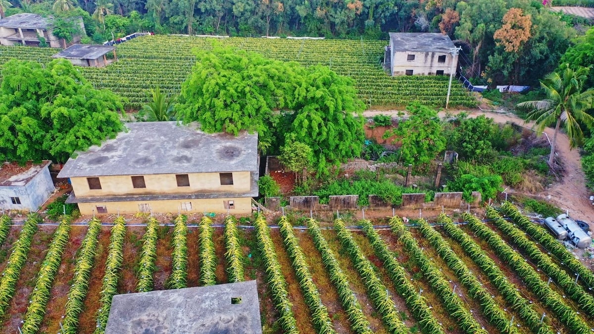 Một góc khu vườn trồng trái cây nhiệt đới tại TP Quỳnh Hải. Ảnh: China News.