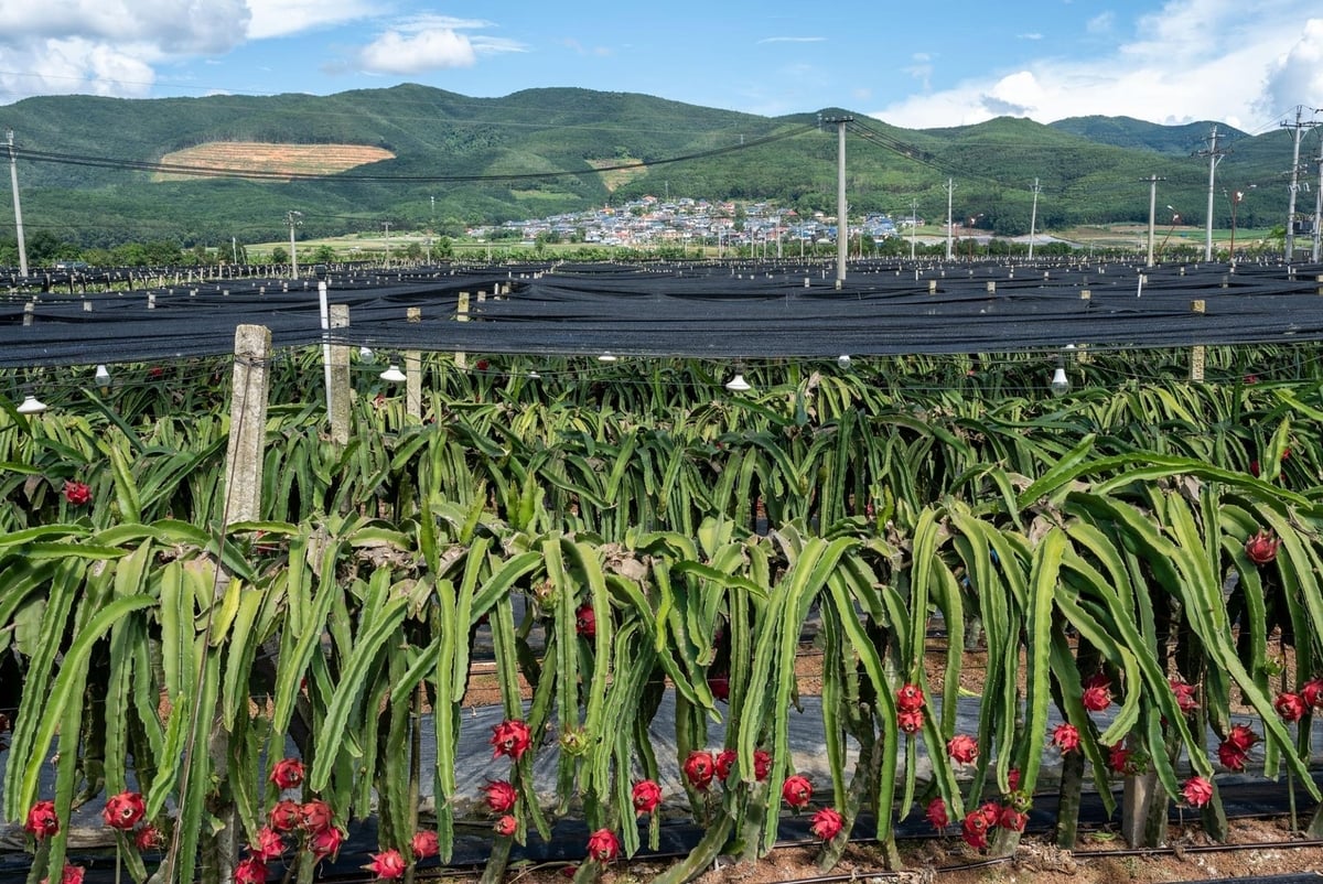 Nơi trồng thanh long trong khu vườn. Ảnh: China News.