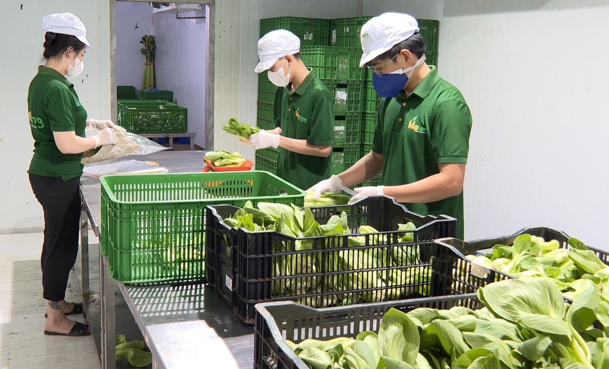 Sơ chế, phân loại và đóng gói rau tại cơ sở của Công ty Mekong Delta trước khi đưa vào hệ thống phân phối. Ảnh: Hà Duyên.